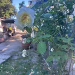 Holiday home Casa La Quercia *